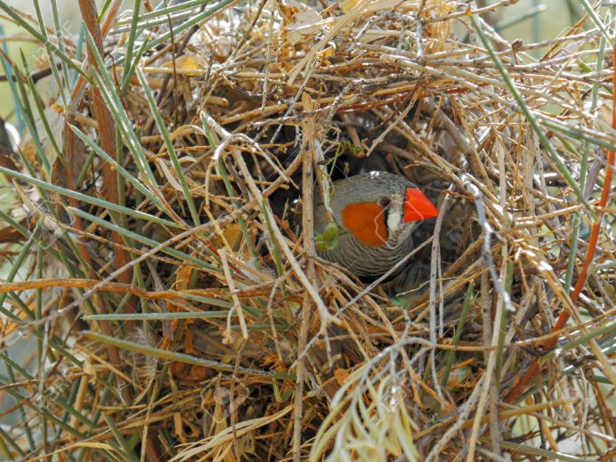 Яйца амадинов зебровых
