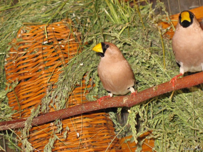 Амадины гнездо в клетке