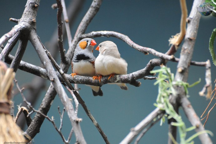 Зебровые амадины корм