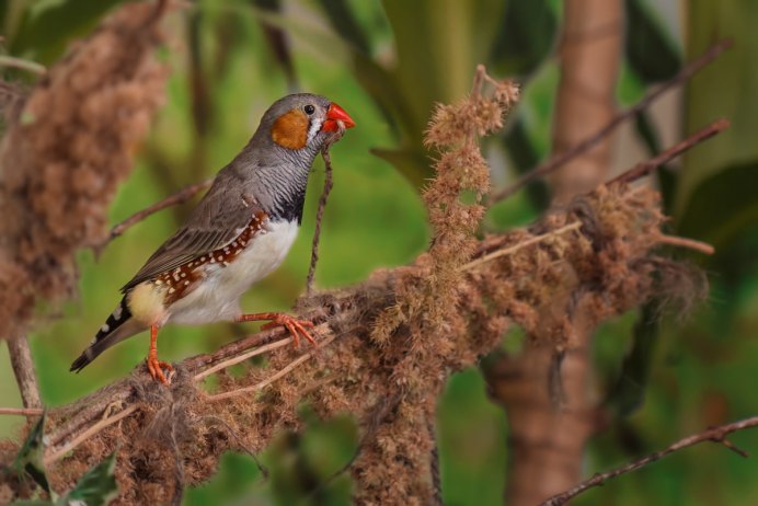 Зебровые амадины рыжие