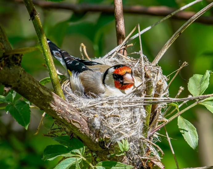Красноклювый Ткачик