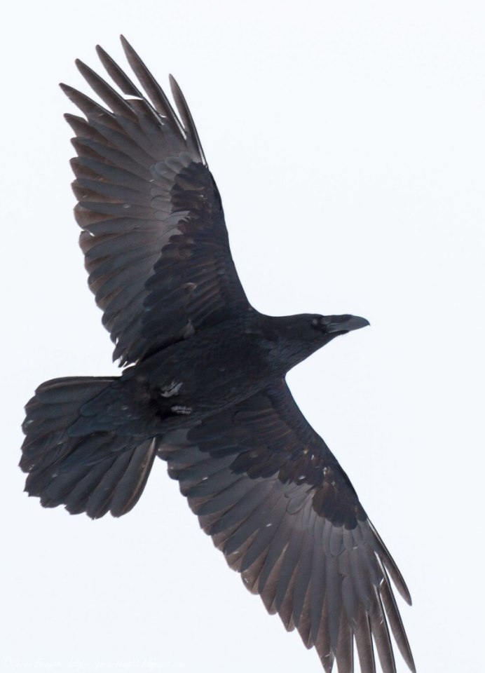Черный ворон в полете