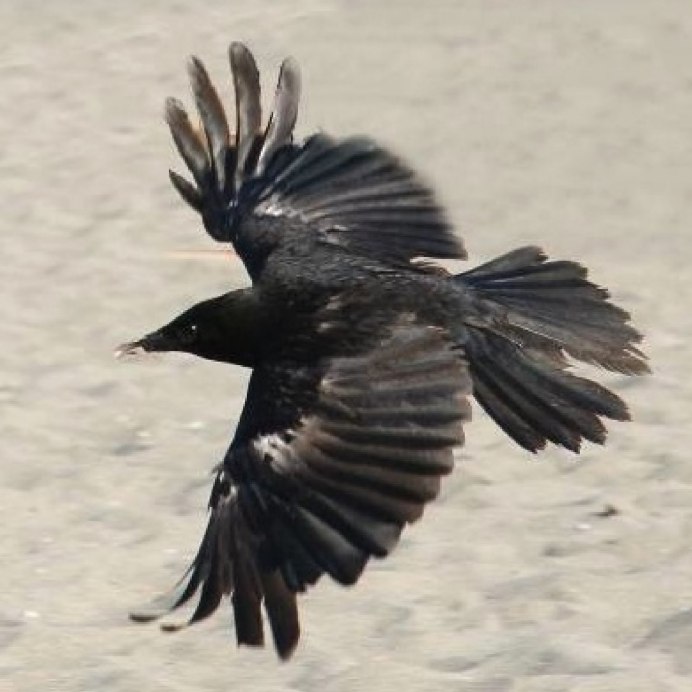 Ворона вид сверху