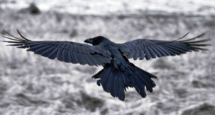Ворона в полете