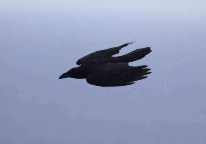 Черный ворон вид сверху