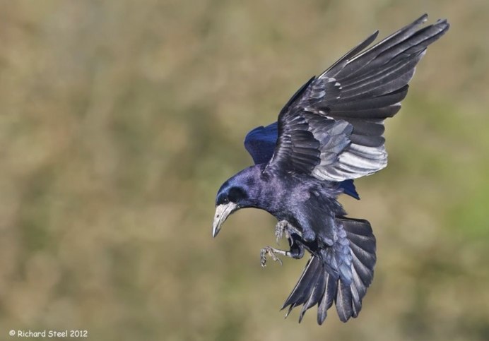 Тень птицы с расправленными крыльями