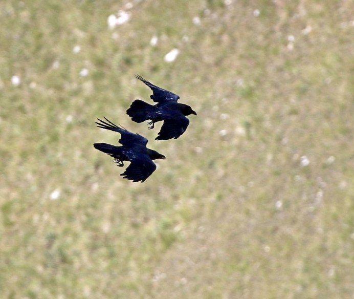 Ворон летит