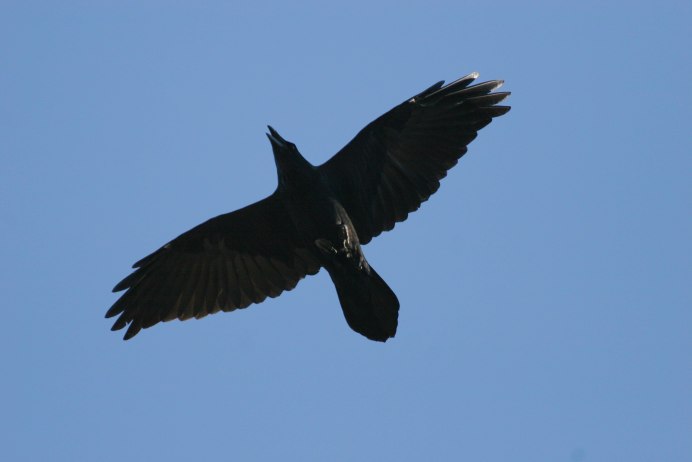 Ворона со спины
