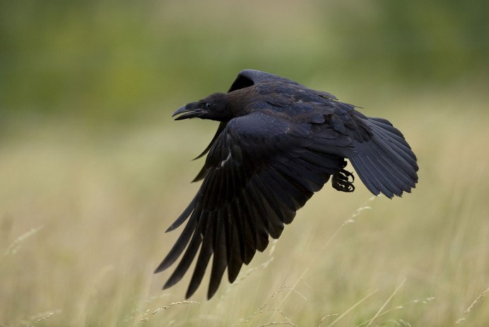 Орел Сокол ястреб Сапсан