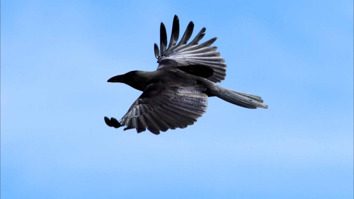 Пикирующий ворон Nevermore