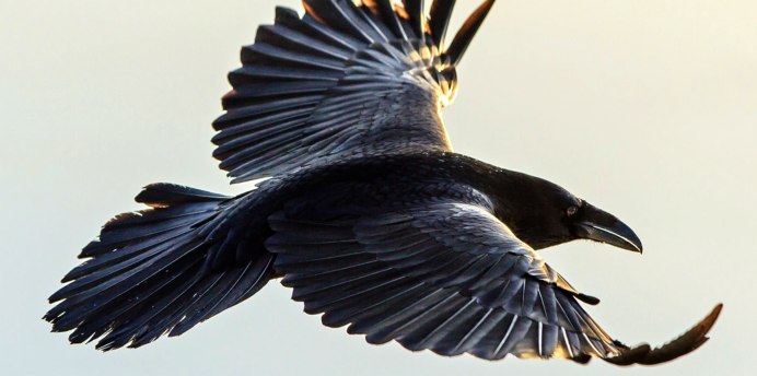 Ворон на спине с крыльями