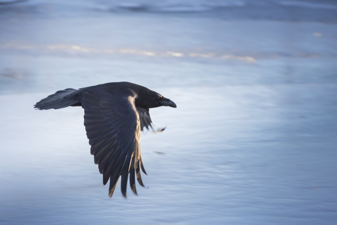Черный ворон в полете