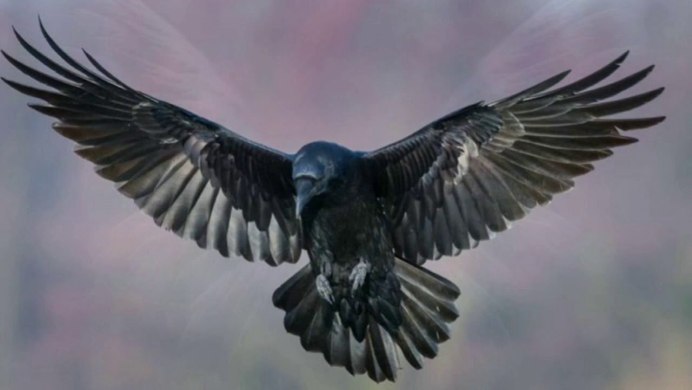 Ворон летит