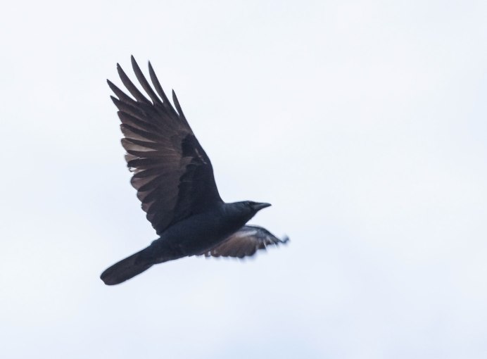 Ворон в полете вид сверху