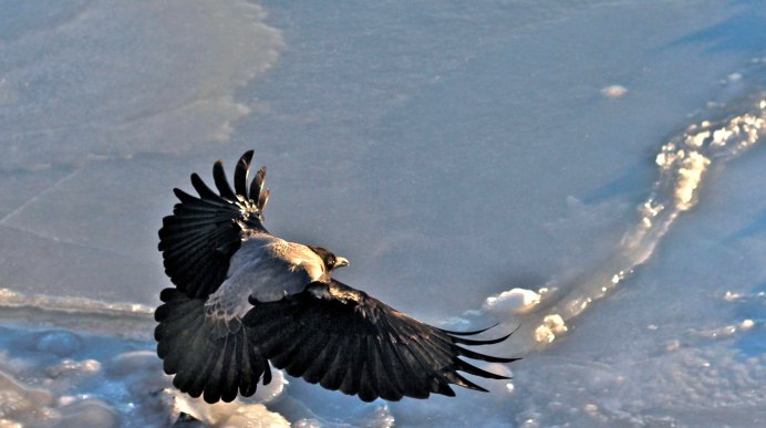 Птица с расправленными крыльями