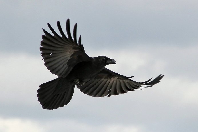 Ворон летит