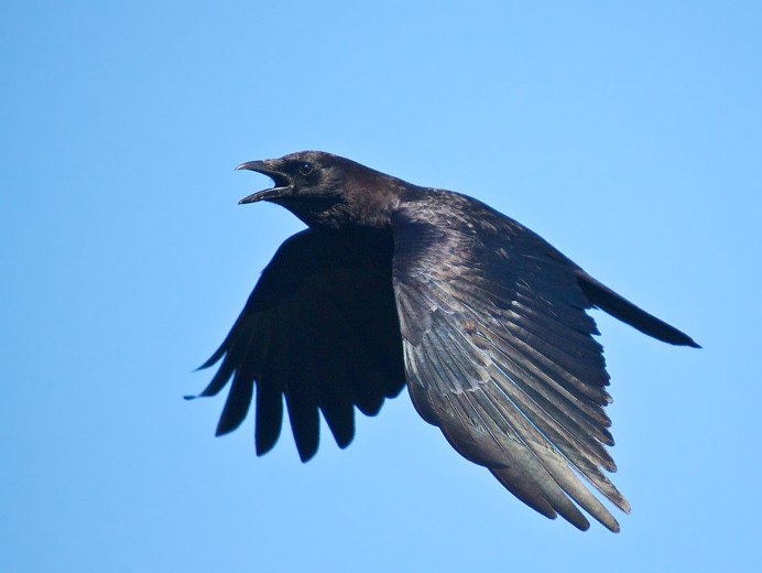 Ворона в полете зимой