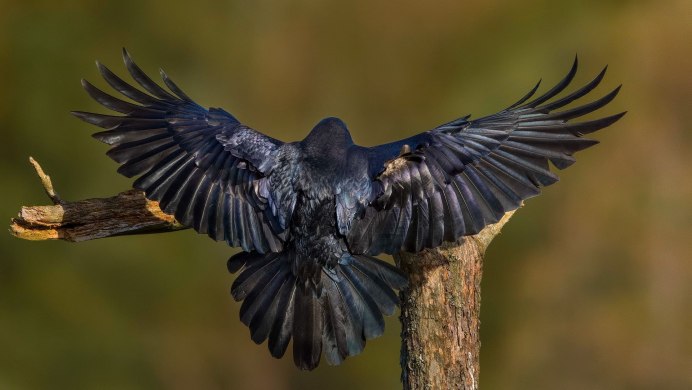 Грач (птица)