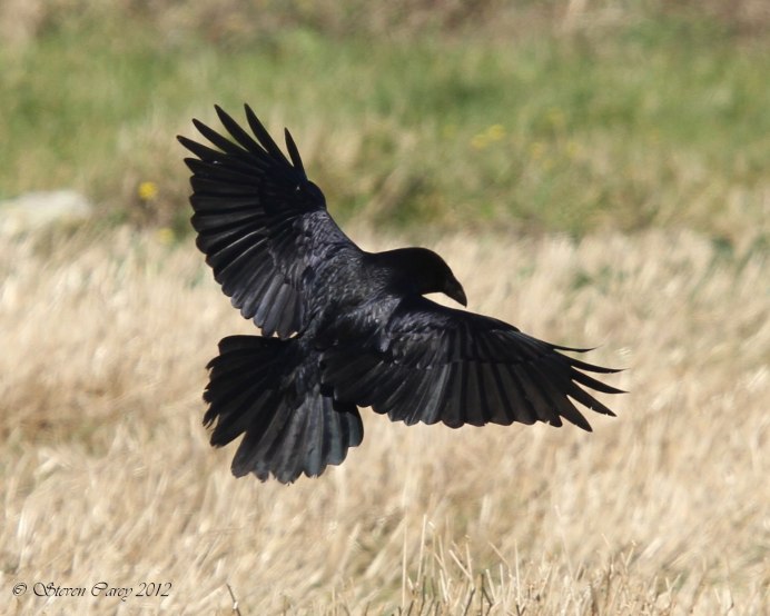 Серая ворона в полете