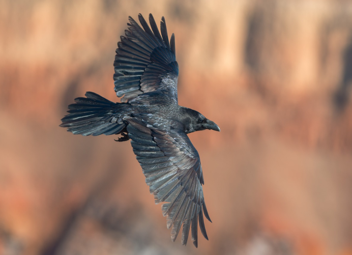 Ворон в полете