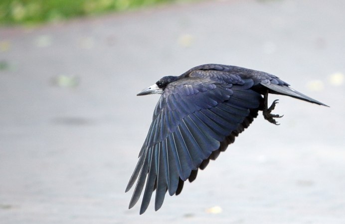 Серая ворона пикирует