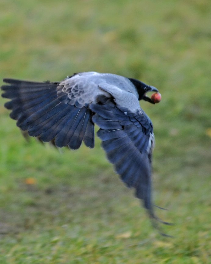 Ворон летит