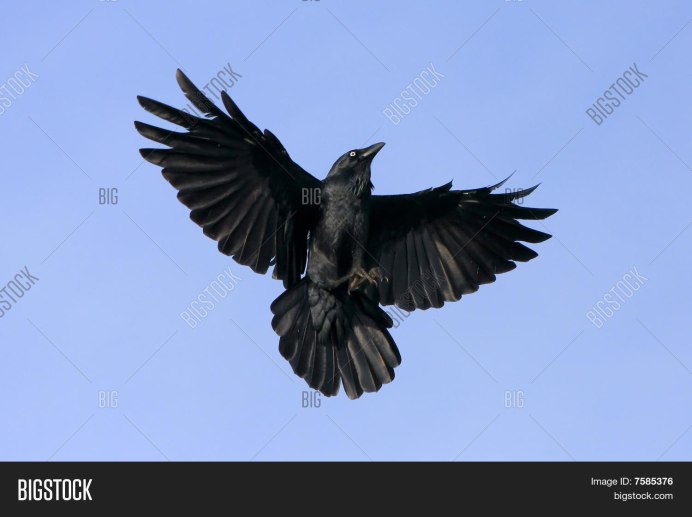 Ворона Монтана