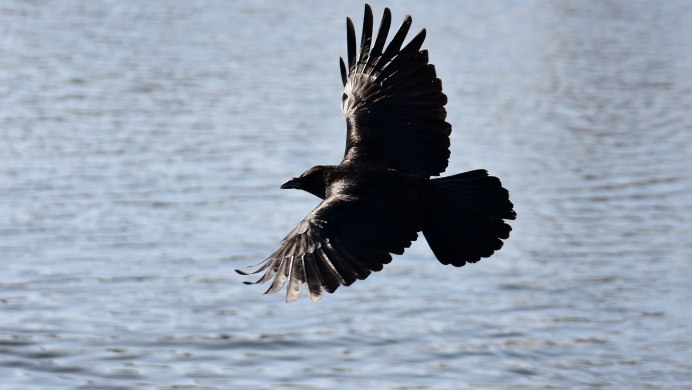 Ворона с белыми крыльями