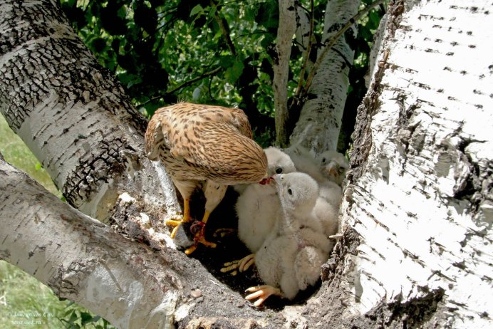 Карл Брендерс художник