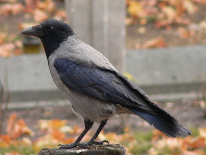 Городские вороны