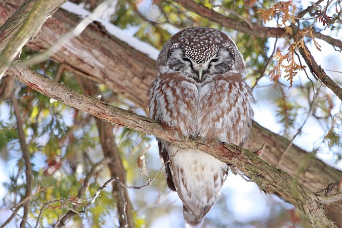 Great Horned Owl (Сыч).