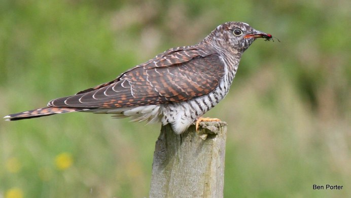 Обыкновенная Кукушка