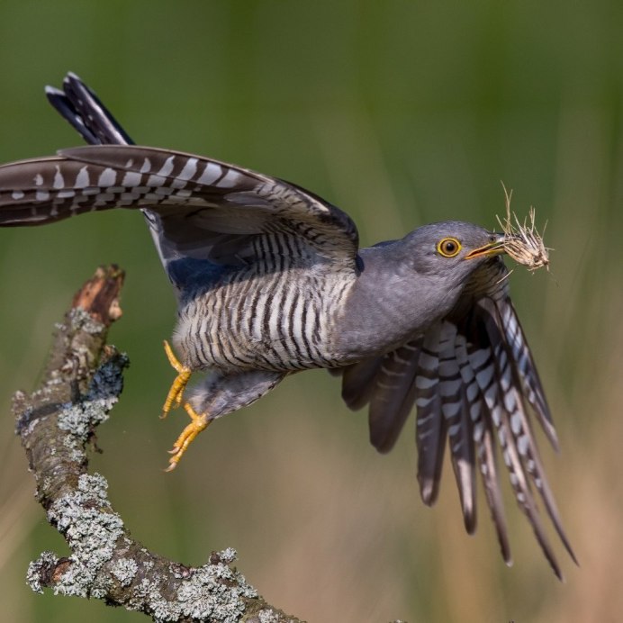 Слеток кукушки