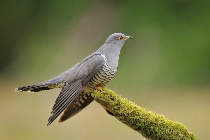 Кукушка Cuculus canorus