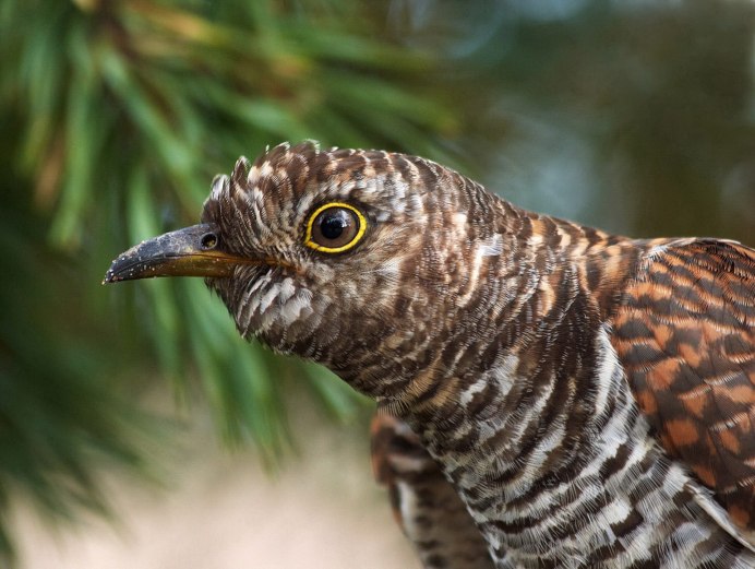 Астраханская Кукушка