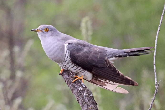 Кукушка Cuculus canorus