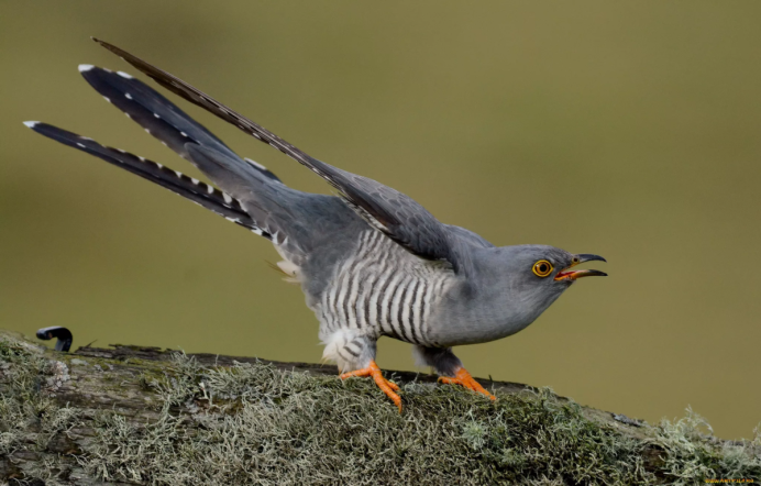 Канадская Кукушка