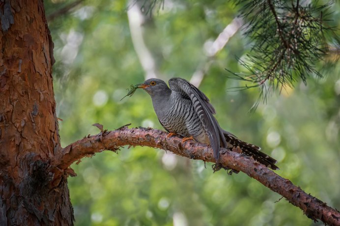 Кукушка Степная