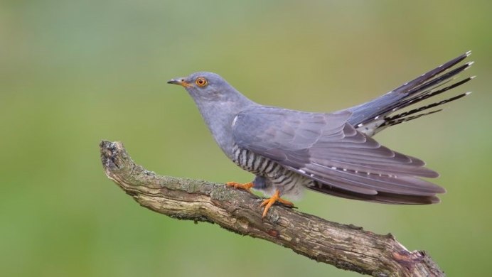 Кукушка (Cuculus