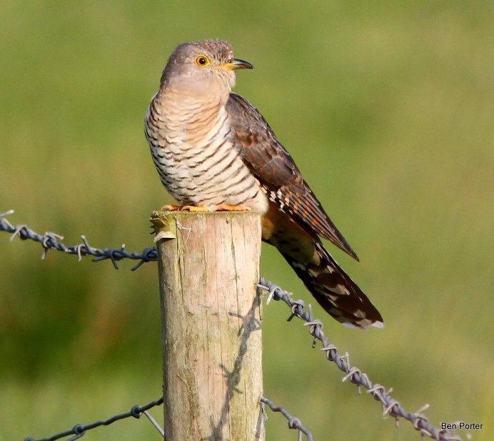 Кукушка Cuculus canorus