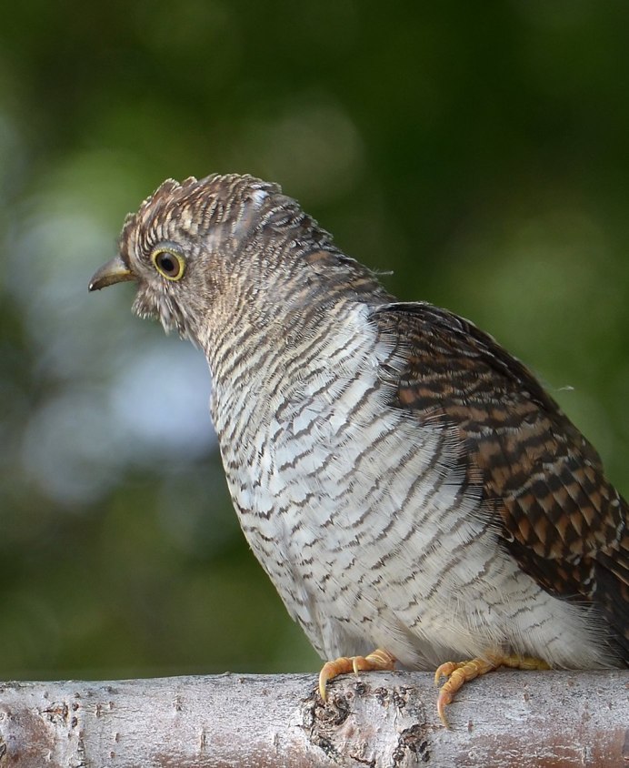 Обыкновенная Кукушка