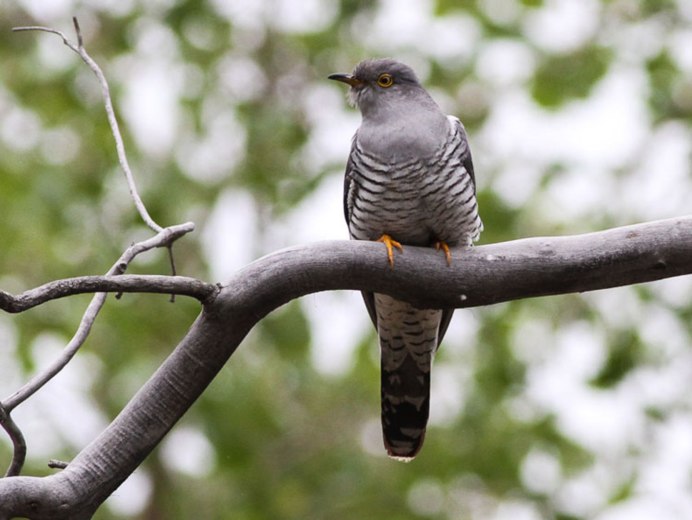 Кукушка птица