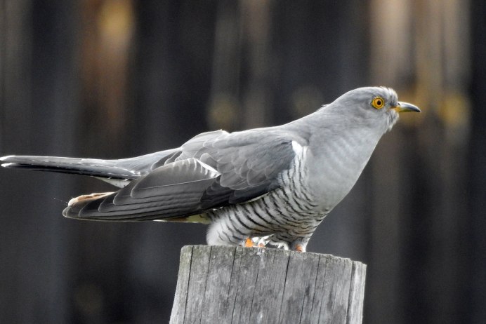 Обыкновенная Кукушка