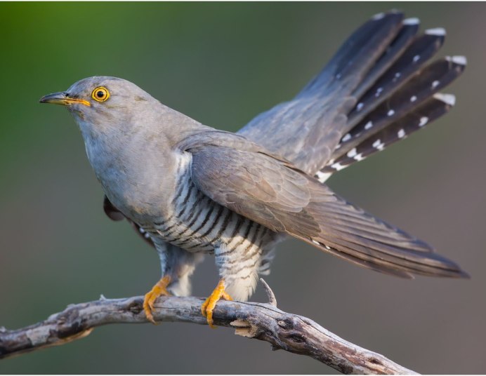 Кукушка фото птицы