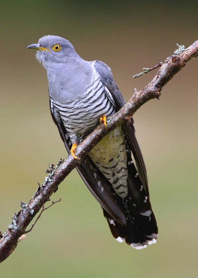 Кукушка в Забайкалье