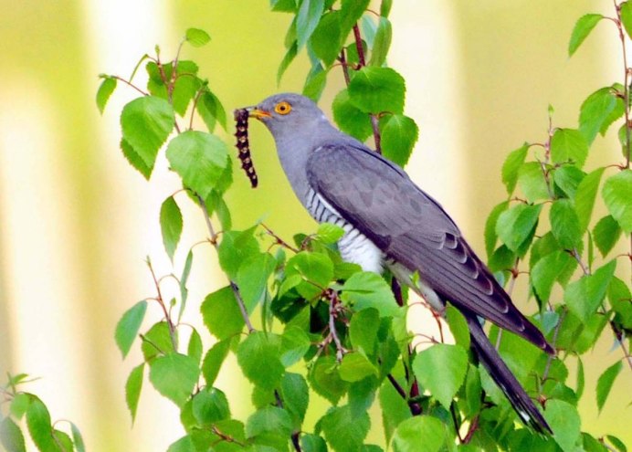 Кукушка обыкновенная самка