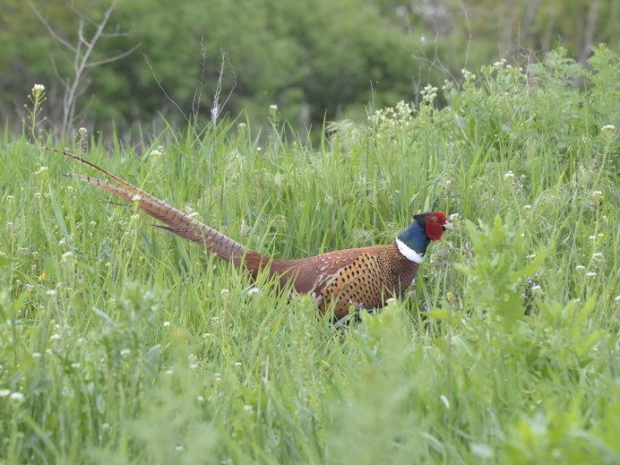 Маньчжурский фазан