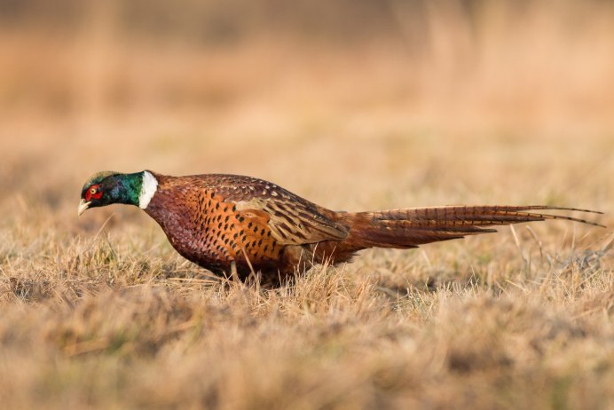 Обыкновенный фазан самка