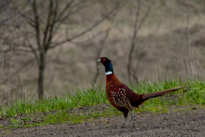 Фазан Приморский край