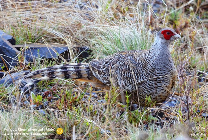 Венгерский фазан